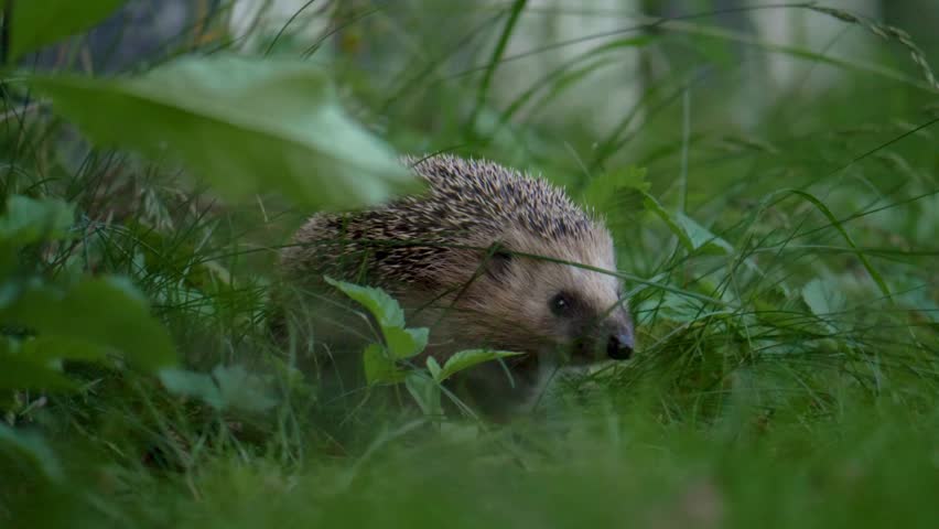 A wild European hedgehog standing in tall green grass, looking forward with wide dark eyes and small round ears.