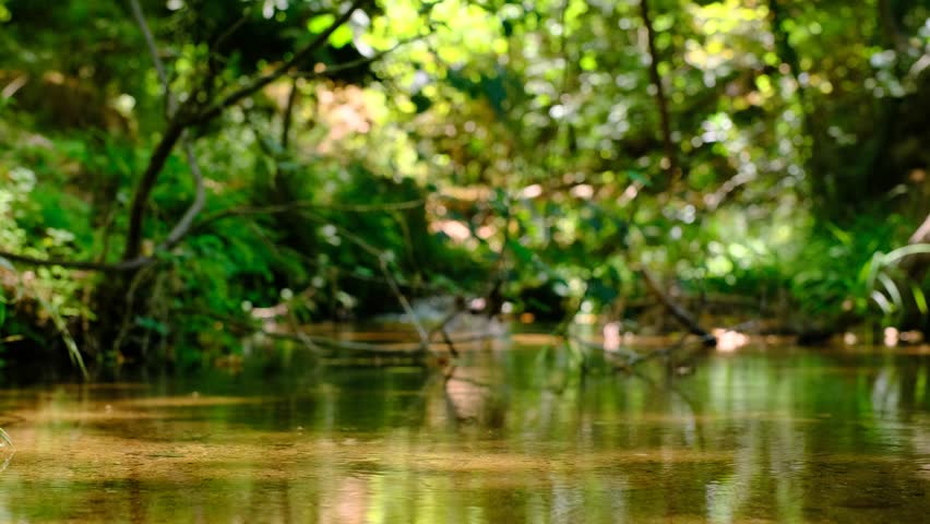 Small Waterfall Flowing Through a Forest Stream. Tranquil Forest Stream and Small Waterfall in Nature. Beautiful Mini Waterfall in a Green Forest Creek.