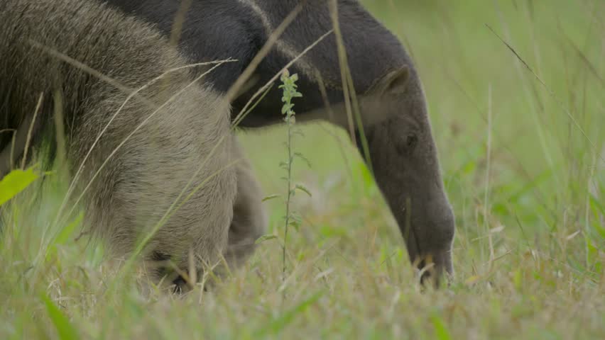 Close-up profile view of a giant anteater walking through tall grass with its snout low to the ground.