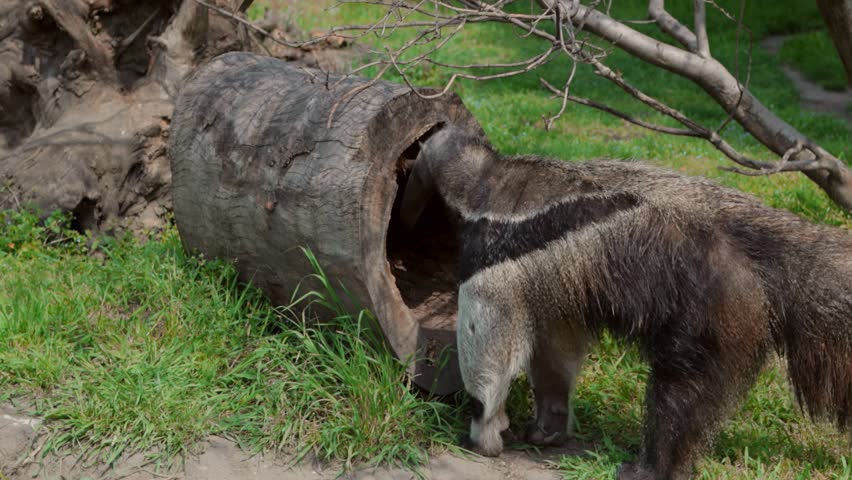 A giant anteater walking near a hollow tree log on a grassy field in an enclosure or reserve.
