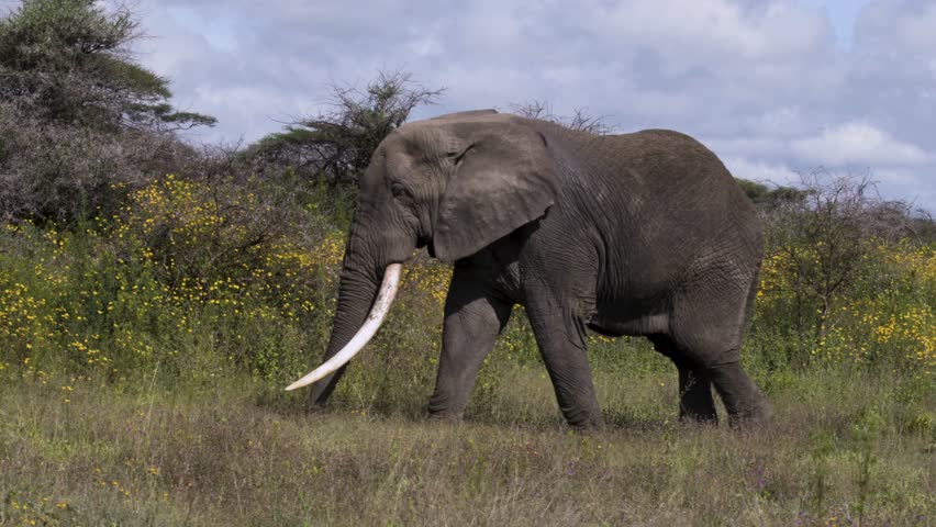 Side View of African Elephant Moving Across Grassy Plain
