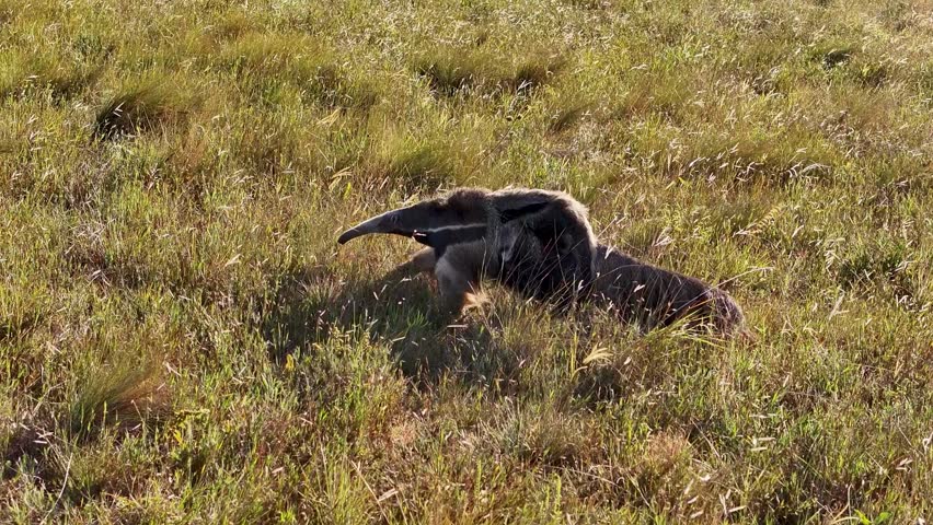 A giant anteater walking through tall, golden grass in a wide grassy savanna habitat.