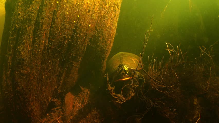 An underwater shot of a freshwater turtle (likely a painted turtle or slider, Chrysemys picta) emerging from behind a submerged tree trunk and aquatic plants