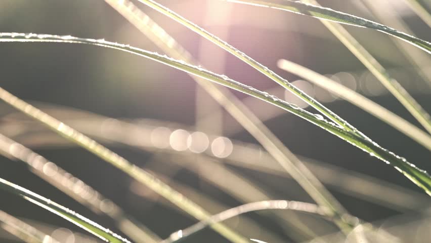 Dreamy morning sunlight shining through grass with water droplets