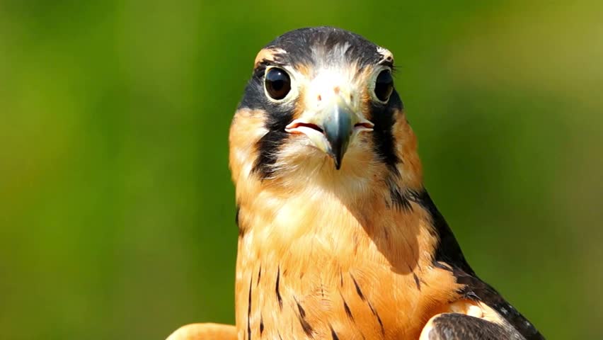 An extreme close-up headshot of a falcon looking directly into the camera lens