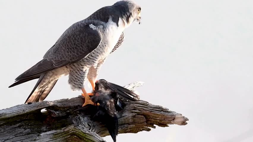 A detailed close-up shot of a Peregrine Falcon (Falco peregrinus) perched on a weathered tree branch while feeding on a freshly caught bird