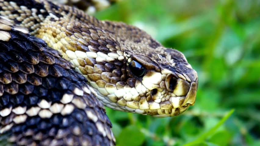 A macro close-up of a rattlesnake flicking its dark tongue, showcasing detailed keeled scales, heat-sensing pit, and sharp eye