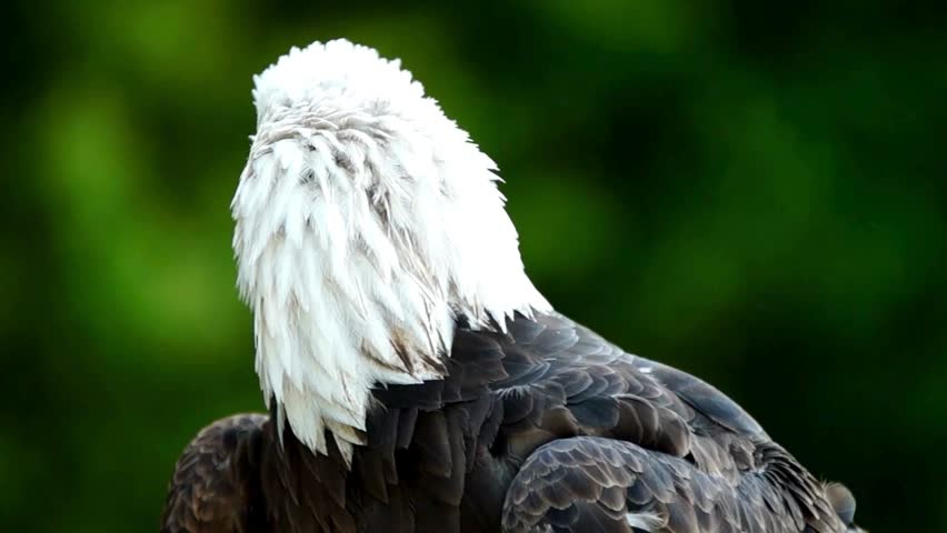 A close-up portrait of an American bald eagle showing distinctive white head feathers, sharp yellow beak, and intense focus