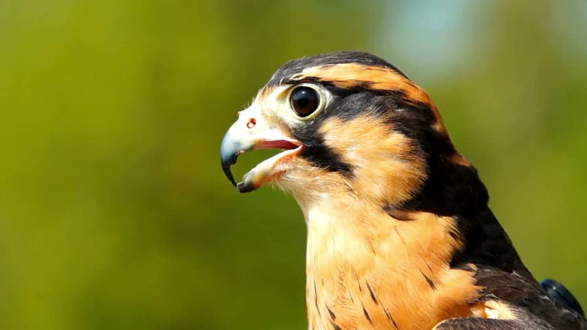 A macro portrait of a young falcon with open beak, large dark eye, and vibrant rufous and black plumage