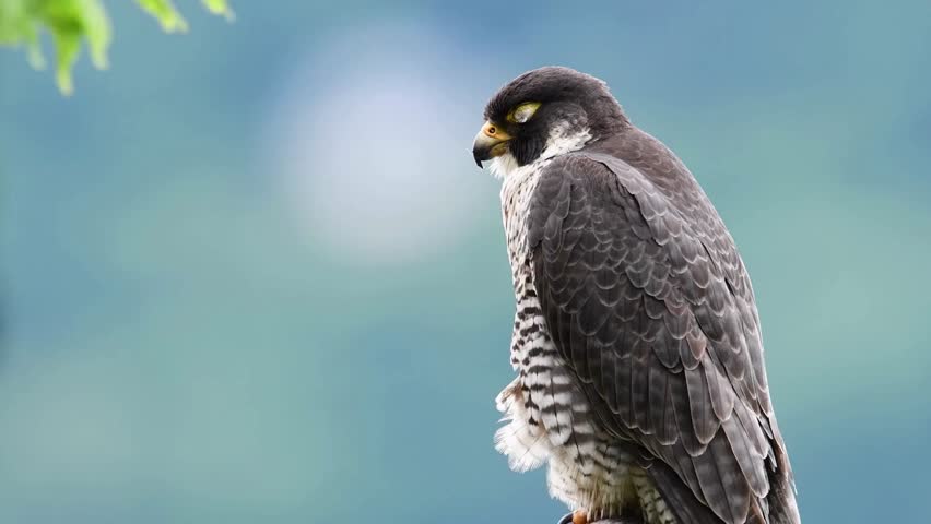 A majestic peregrine falcon perched against a blurred blue background, showing detailed dark feathers, yellow eye-ring, and barred chest