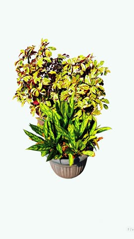 Description
A beautiful arrangement of mixed tropical houseplants growing in decorative flower pots, isolated on a white background. Featuring lush green foliage and multicolored leaves, this image is ideal for gardening, landscaping, home decor, and botanical themes. Photographed in Bekasi, West Java, Indonesia, on August 3, 2026.