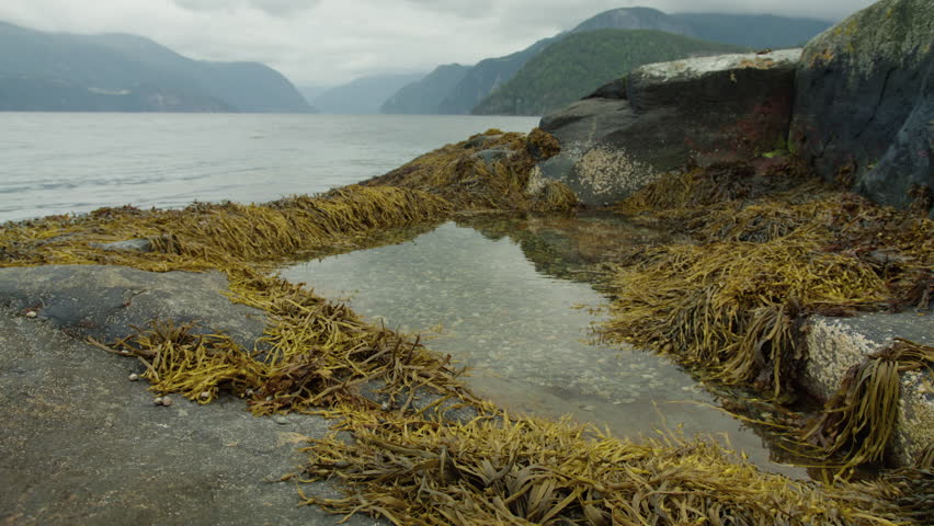Shallow tidal pool edged with seaweed sits on dark granite rock as calm fjord water and misty forested hills recede into the distance.