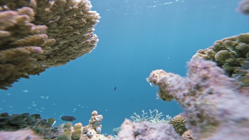 A large dark unicornfish with long tail streamers crosses close to a stationary low-angle camera between coral outcrops as small reef fish drift through blue Maldivian water.