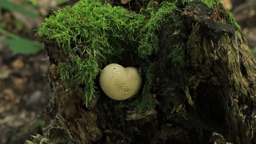 Round puffball mushroom growing on a mossy tree stump in an autumn forest, close-up of the pale fungus with a patterned skin among green moss and rotting wood, Germany, static shot