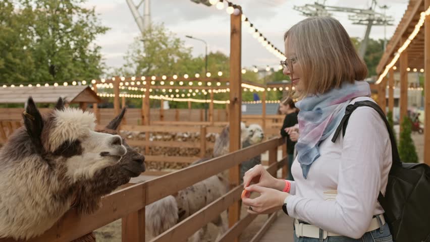 A person is seen interacting with llamas at a farm in the afternoon. The visitor feeds the llamas and enjoys their company. The setting is lively with wooden fences and colorful lights.