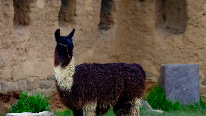 Alpaca with thick black wool standing in the Peruvian highland. Commercial shot of a local animal in Peru showing soft fiber texture and a curious expression