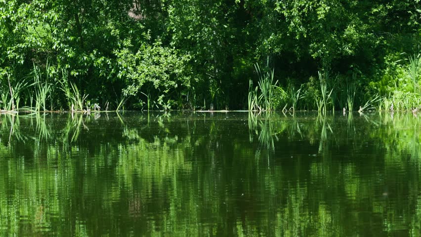 The camera shows a lake with clear reflections of the trees. The surface is still, and the water shines under the sun. Some tall grass grows by the water