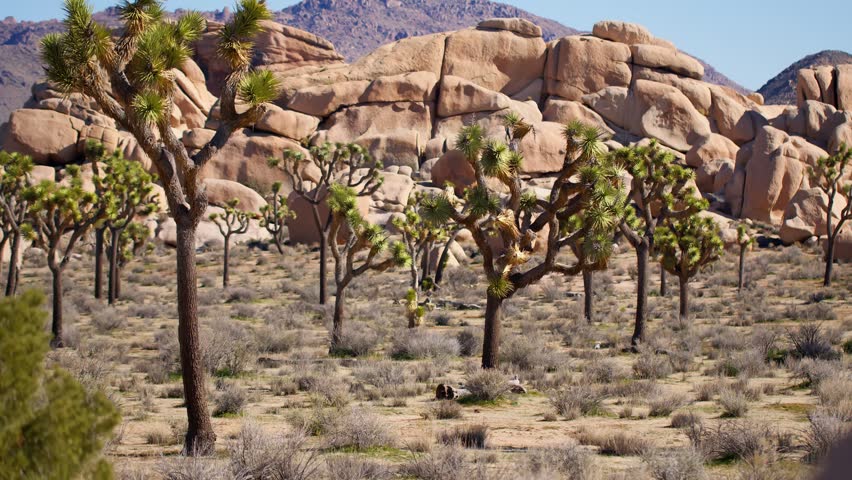 Joshua trees and desert landscape with rocky formations under clear blue sky