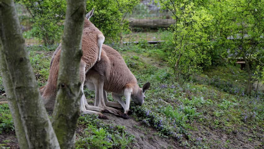 Red kangaroos graze and move through green woodland zoo habitat, Belgium.