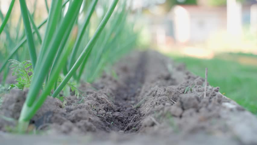 Sowing carrot seeds mixed with sand near growing green onions close-up . High quality 4k footage