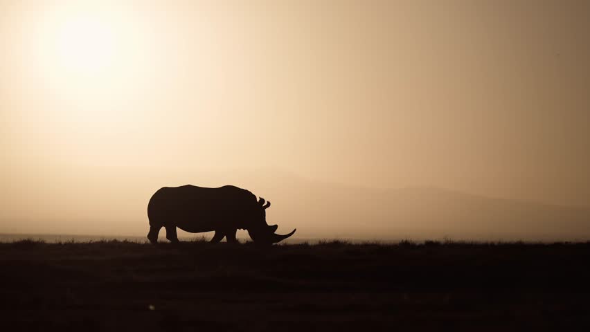 White Rhino and Mt Kenya, Silhouette at Sunrise on African Wildlife Safari in Conservation Area, Rhinos Silhouetted with Orange Sky at Sunset in Africa.