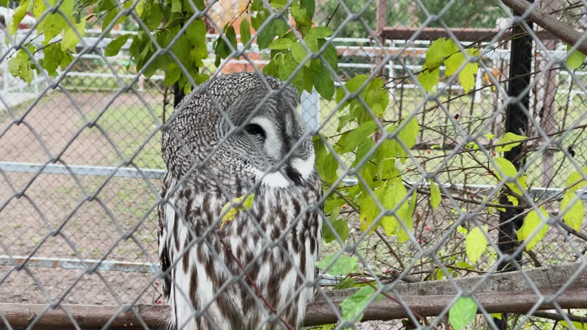 A great grey owl in a cage at a zoo, kept in captivity