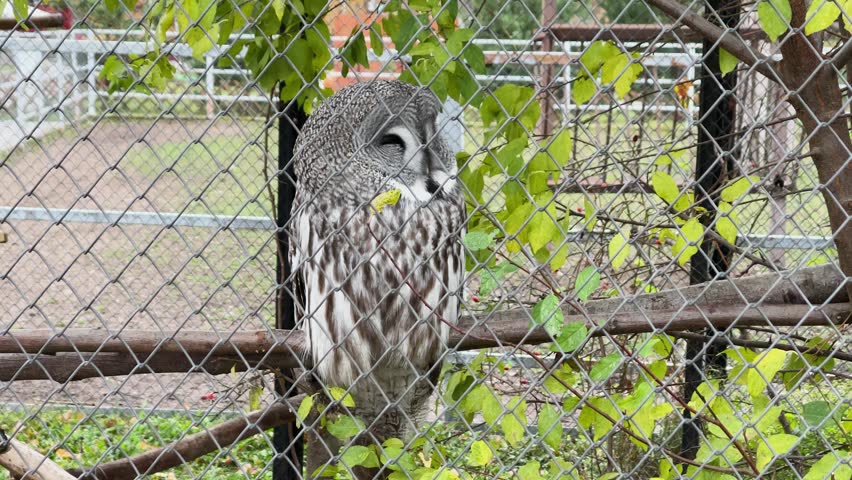 A great grey owl in a cage at a zoo, kept in captivity