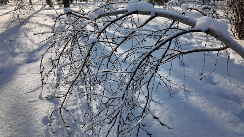 Close up of icy birch branches bent under heavy ice weight in a snowy winter park. Frozen nature twigs with frost and sunlight shadows on white winter ground.