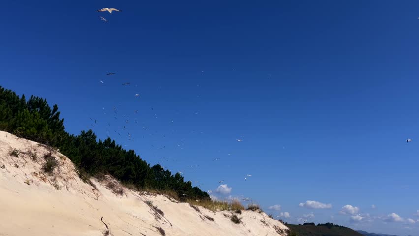 Seagull flying over a pine fringed sand dune slope under a deep blue summer sky