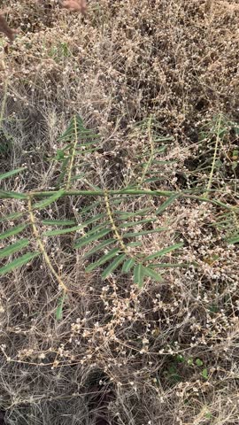 hand holding a sensitive plant, Mimosa pudica, growing among dry vegetation in a natural outdoor field.