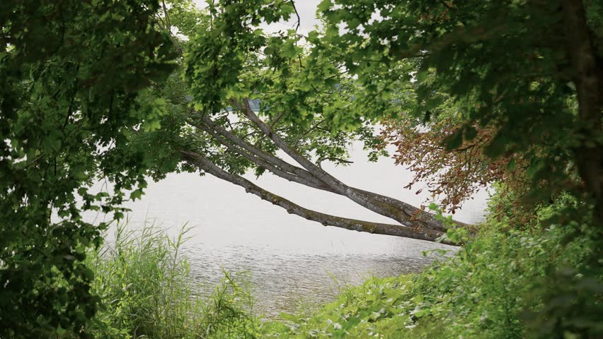 Peaceful lake view framed by dense green foliage and leafy branches, featuring leaning tree trunks over calm water. Soft natural daylight creates a serene, relaxing nature scene.