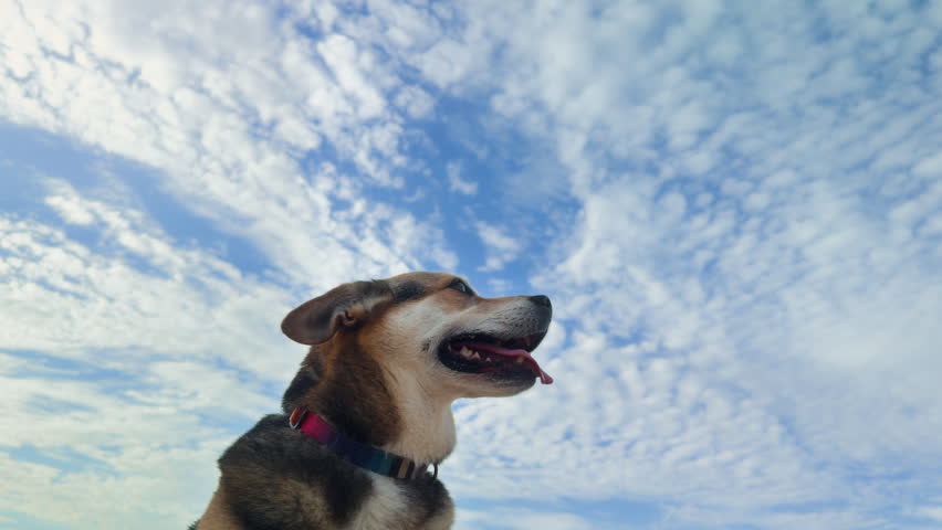 Slow Motion Dog Jumping for Frisbee Against Blue Sky

Athletic mixed breed dog leaps high into the air trying to catch a flying frisbee. Dynamic slow motion action with dramatic clouds in the background.