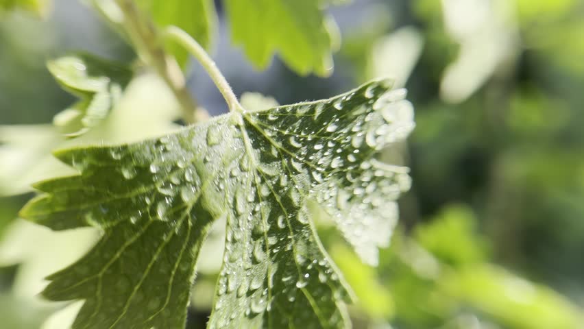 Green leaf in sunny weather. Water droplets on the leaf.