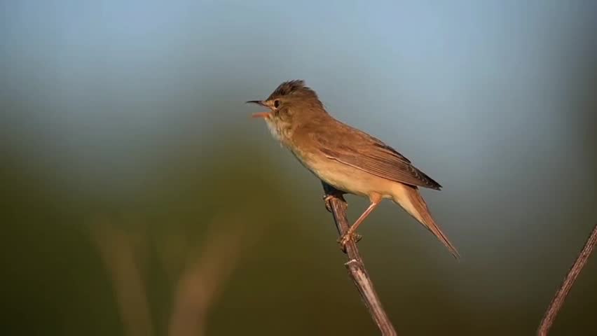 Close-up shot of a small plain brown warbler bird perched calmly on a thin dry twig. The bird features soft brown upperparts, pale underparts, a pointed orange beak, and gentle dark eyes, standing out beautifully against a smooth, soft-focus background of blurred green and blue natural tones. The scene captures the peacefulness, elegance, and delicate beauty of wild birds in their natural habitat, showcasing perfect lighting, sharp details, and a serene atmosphere of untouched nature.