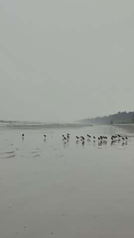 birds playing at sea shore