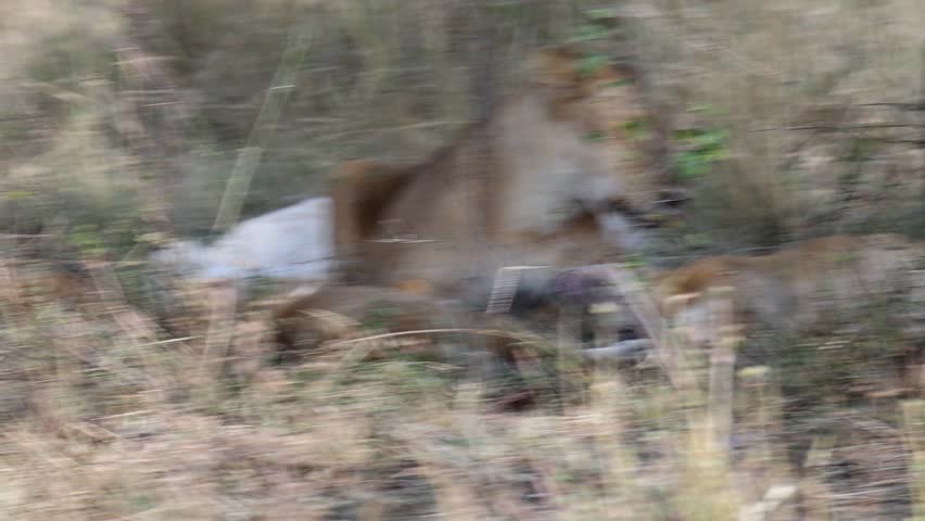 Arusha, Tanzania - 11 July 2026 - Lion in the Serengeti National Park