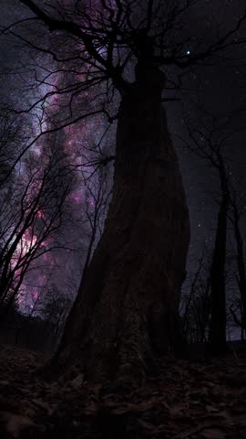 Trees silhouette on the bright milky way galaxy background. Starry night in the forest.