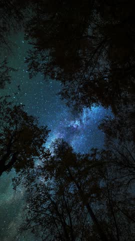 Trees silhouette on the bright milky way galaxy background. Starry night in the forest.