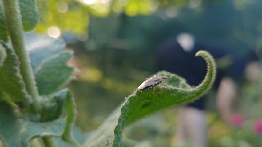 Static close-up shot of a shield bug resting on a plant leaf. In the blurred background, a gardener works in a flower bed.