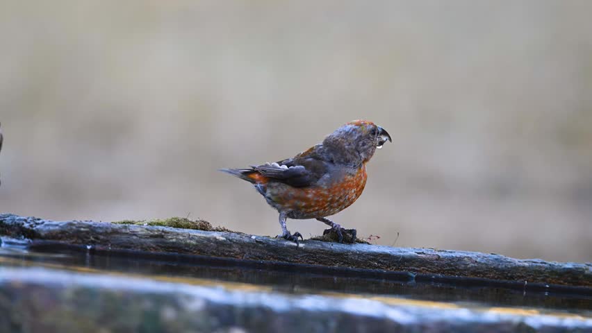 A red crossbill (Loxia curvirostra) standing at the edge of a wooden trough.	