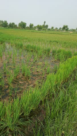 Young rice plants growing in flooded agricultural field with bright sunlight reflection and green trees in the background under clear sky.