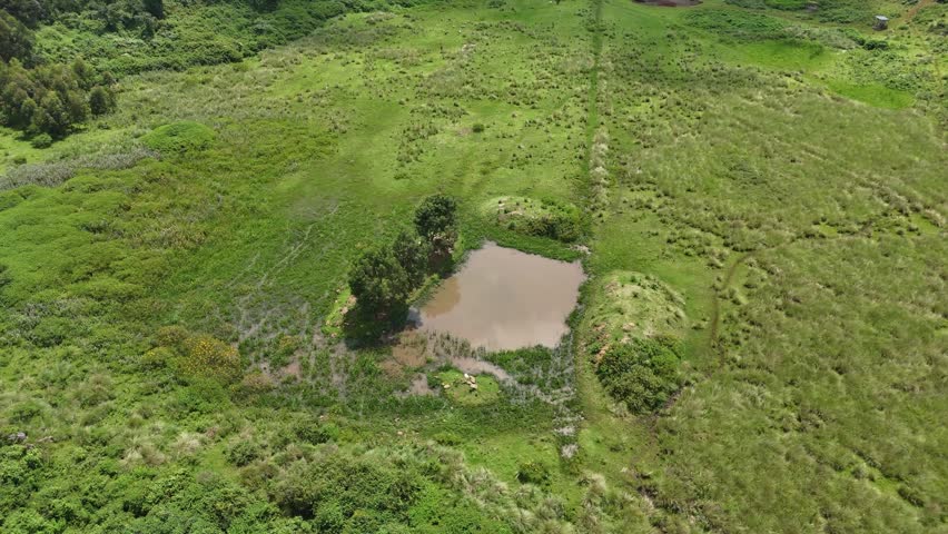 Aerial view of a small pond surrounded by lush green grasslands and trees with grazing cattle in Kenya.