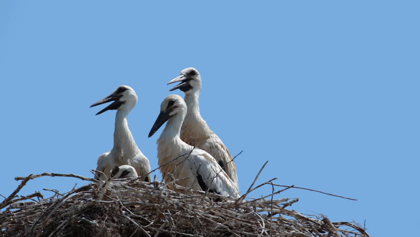 Clear blue sky. Sunny day. Four young stork sitting in the nest