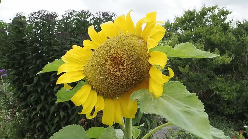 Giant sunflower (helianthus) a summer flowering plant with a yellow summertime flower with a blue sky in the background, gardening stock video footage clip