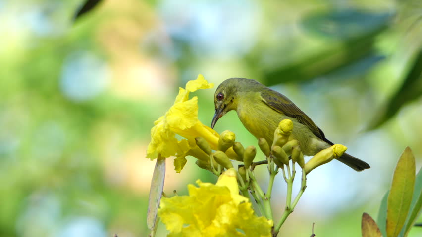 Birds living tropical forest nature, Bird flower yellow nectar wildlife nature tropical garden olive feeding on bright bloom branch green bokeh hummingbird pollination blossom outdoor habitat