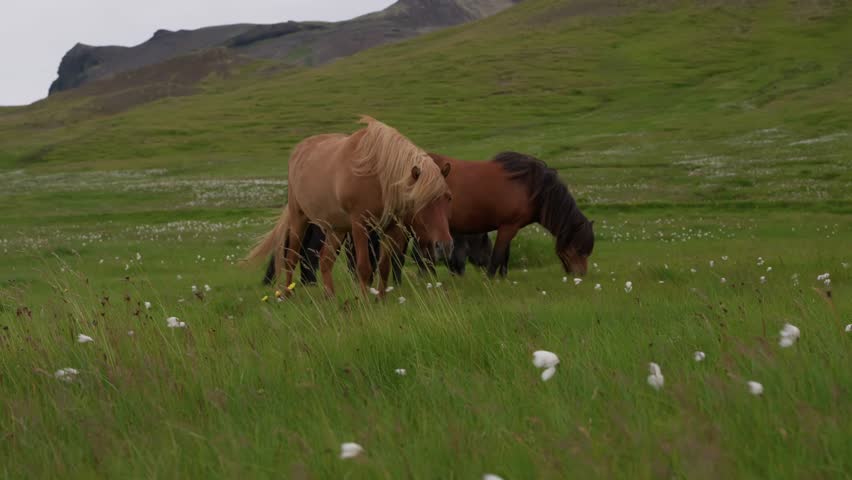 Icelandic horses grazing peacefully in a lush green meadow surrounded by the beautiful Icelandic countryside, captured in cinematic 4K.