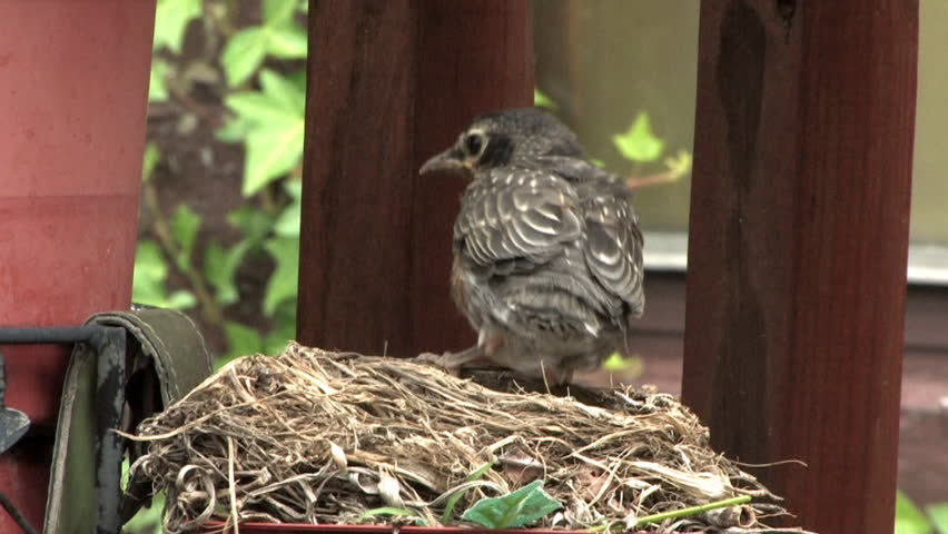 A young robin clumsily attempts to leave the nest for the first time.