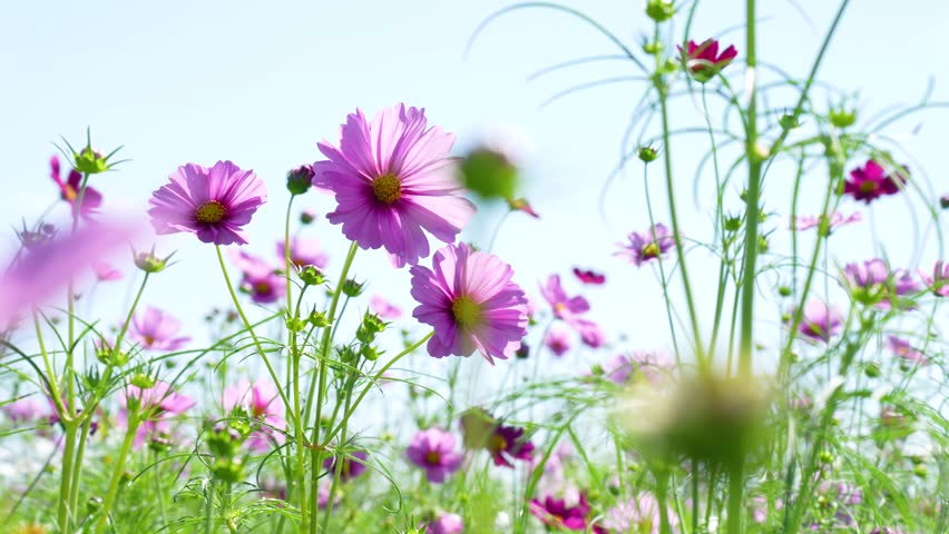 4K slow-motion video of a field of cosmos flowers in full bloom.
4K 120fps edited to 30fps.