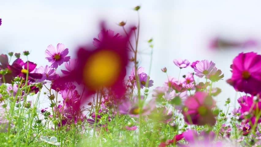 4K slow-motion video of a field of cosmos flowers in full bloom.
4K 120fps edited to 30fps.