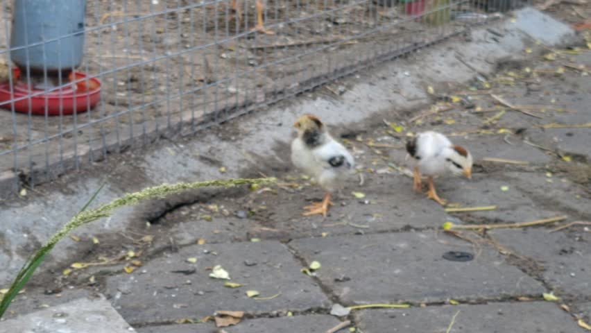 A cute baby chick standing on concrete paving blocks in a backyard farm setup with a wire mesh fence and a plastic bird feeder in the background